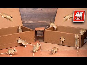 Cat TV: Ultimate Mouse Maze Chaos 🐭 | 8 Hours Nonstop Hide & Seek Action for Cats | 4K 60FPS