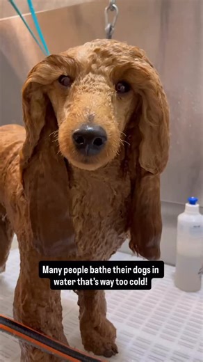 12K views · 99 reactions | Are you bathing your dog in the right...