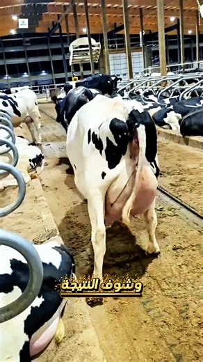 اديني من وقتك 5 أيام… وأنا هخلي بقرك يرمي لبن محصلش 🥛🔥 جرب شكارة هيروكسين من نص كيلو بس على طن العلف… ✔️ زيادة ملحوظة في كمية اللبن ✔️ تحسن في نسبة الدسم ✔️ لمعة واضحة في جسم البقرة ✔️ نشاط وشهية أعلى ✔️ دعم للكبد والهضم لتفاصيل أكتر دوس على زرار الواتساب وكلمنا واحسبها معانا على قطيعك 📲 #زيادة_اللبن #تغذية_أبقار #مزارع_ألبان #تحسين_الإنتاج #هيروكسين | Phyto-Bio-Chem For Feed & Feed Additives Raw Materials