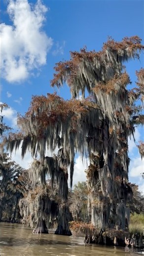 Louisiana Cypress tree heaven!! #bayoulife #southlouisiana
