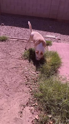 Christina Lynn Simmo (@christinalynnsimmons)’s videos with That's Just My Crazy Dog - RxckStxr