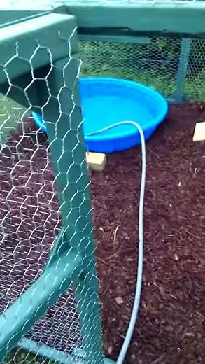 Backyard Duck Keeping- Homemade Duck Pen