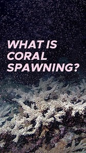 2.5K views · 71 reactions | Did you witness the greatest reproductive...