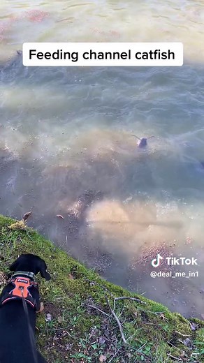 Feeding channel catfish #indiana #southern #pond #fish #dealmein1 #food#catfish #feed #fyp
