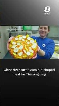 Giant river turtle eats pie-shaped meal for Thanksgiving