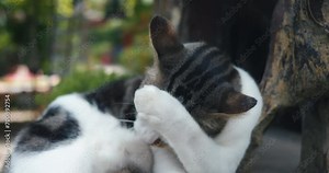 Kitten washes face enjoying weather outside. Cute adult cat washes face with paw, closing eyes with pleasure and enjoyment. Procedure of washing cats mandatory before going to bed and after eating.