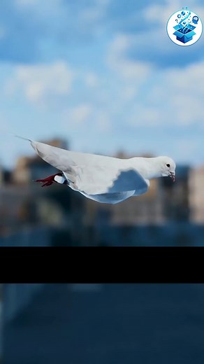 706K views · 3.5K reactions | حمامة السجن اللي كانت بتتاجر في المخدرات #معلومة #معلومات #قصص #ترند #short #share #shopnow #shoes #home #fightagainstcoronavirus #honda #highlightseveryone #hilightseveryonefollowers #fypageシ #kids #facebookviral #fightcoronavirus #kannywoodtunabaya #humor #kimkardashian #kpop #followersreelsfypシ゚viralシfypシ゚viralシalシ | معلومة | Facebook