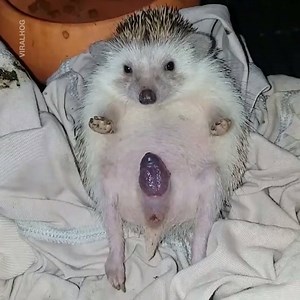18M views · 12 reactions | This hedgehog giving birth to its babies is nature in its purest form. | LADbible | Facebook