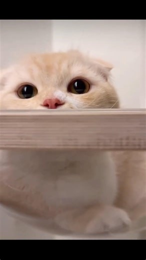 해먹 좋아하는 먼치킨 #먼치킨고양이 #캣타워