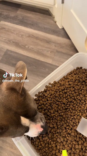 We saw another dog mom do this cool thing where she let her doggo have one bite of the newly opened bag of dog food. He was only allowed one chomp. Moon took the rules into her own paws 🤗 #chomping #doggosdoingthings #doggosoftiktok #dogfood