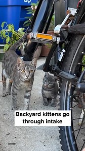 55K views · 3.8K reactions | After rescue, every cat first comes to...