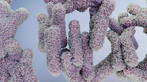 Human chromosome under microscope, genome sequence. Molecular biology, DNA molecules, floating Chromosomes, genetic code, Genetics concept, 3d render