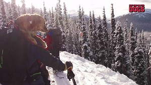 35 reactions · 16 shares | Barking news: our human production crew reveal the opening sequence to the epic action packed family fun 3D film, Superpower Dogs. This is no ordinary movie, it’s all about our amazing skills and abilities in a way you've never seen it before. | Superpower Dogs | Facebook