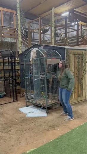 Parakeet whistling 🫰🫰😉😉☺️☺️