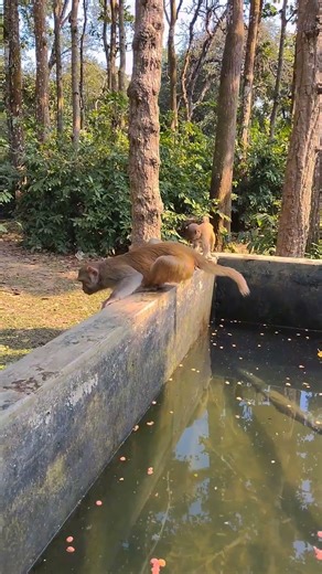 Little monkeys are playing together #monkey #monkeyplaying #monkeyvideo #animals