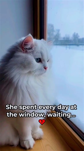 thought she just wanted to play in the snow, but she was on a mission. Watching her raise this baby and then meeting his wild mom at the end... truly incredible. ❄️🤍 #rescue #cat #bobcat #unlikelyfriends #nature | WilderBond