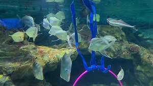 33 reactions | When is a hula hoop not a hula hoop? When it’s...