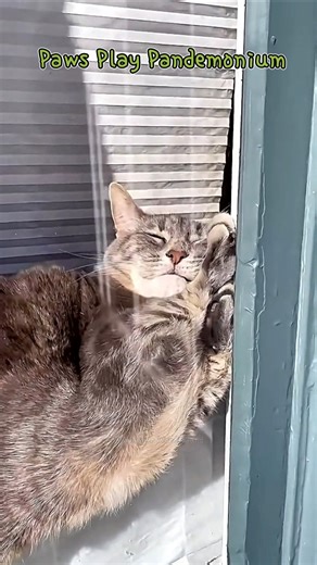 Paws Play Pandemonium