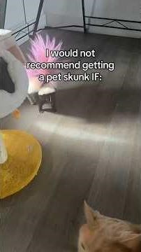 Thinking about getting a skunk? Watch this first 👀