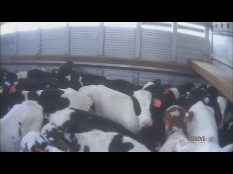 Video shows calves being brutally abused, tortured at Fair Oaks Farms