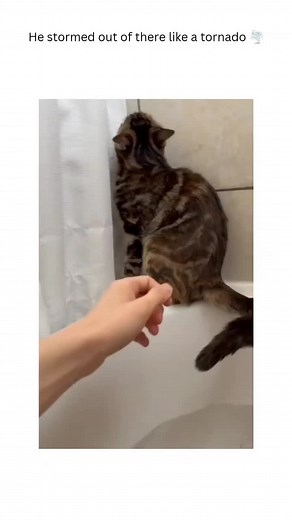 🐾 Ever wonder why cats are so fascinating? 🐾 From their playful antics to their mysterious nature, cats never fail to capture our hearts! Whether they’re chasing after toys, curling up for a nap, or exploring every nook and cranny, these charming felines always know how to keep us entertained. 🐱✨ Curious to learn more about their unique behaviors and how to care for them? Follow us for fun facts, adorable stories, and your daily dose of cat cuteness! 😻 Don’t forget to like and share this pos