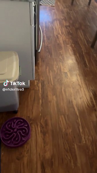 My dog Davie is out of his mind when it comes to eating his food #goldenretriever #goldenretrieverlife #dogs #novascotia #dog