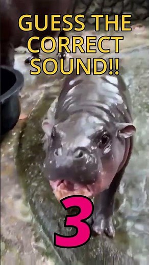 Baby Hippo sound effects moo deng