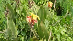 Canna indica, commonly known as Indian shot, African arrowroot,...