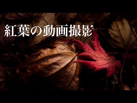 紅葉を動画撮影するための3つのヒント。スマホでも撮影できる！