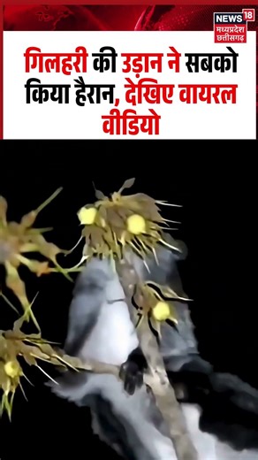 Flying Squirrel Viral Video: गिलहरी की उड़ान ने सबको किया हैरान, देखिए वायरल वीडियो