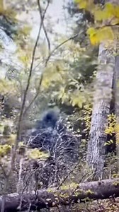 591K views · 12K reactions | Sasquatch recorded knocking a tree in East Texas. | Cryptid University | Facebook