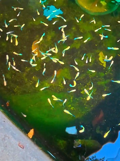 Guppy Farm Update Part 42: Latest Developments