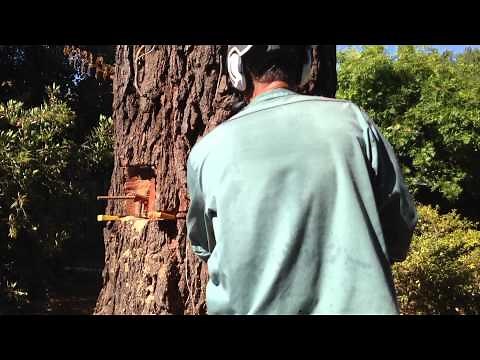 Felling a DANGEROUS Leaning Tree