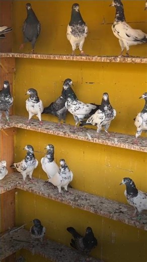 New Pakistani pigeon flying training 🕊️😱👑 #shots #viralvideos #kabutarbazi #birds