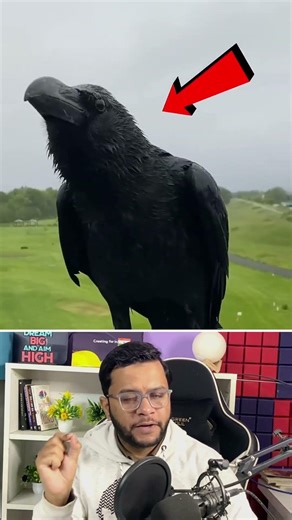 Why Wear A Mask While Feeding Crows! #facts