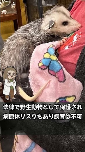 本気で気絶するオポッサムの雑学5選