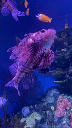 The Mississippi Aquarium Was Worth Every Minute! 🌊🐠