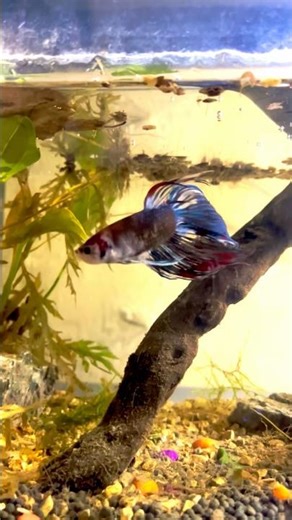 The BEST Fish Tank Option for Betta Fish