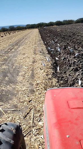 Barbechando en Manuel Doblado Guanajuato #AgricultoresMexicanos | Agricultor Mexicano