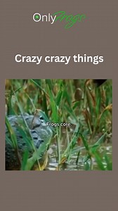 591K views · 26K reactions | I love them, but I don't understand them. #frogs #FrogLife #frog #frogmeme #meme | OnlyFrogs | Facebook