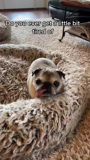 Sometimes she’s a little grumpy🐶…#pugsoftiktok #dogsofttiktok #dogtok #everybody