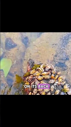 Barnacles getting removed from a sea turtle | Animal Rescue#animalrescue #animals #turtle