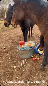 2.9K views · 6.2K reactions | Mountain Mule Packers gave the mules...