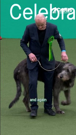 All About The Irish Wolfhound | Crufts What's That Dog?