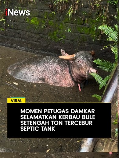 Petugas Pemadam Kebakaran Kabupaten Trenggalek Jawa Timur, evakuasi kerbau bule betina yang tercebur kedalam septic tank sedalam 2,5 meter. Waktu pasti hewan itu terperosok tidak diketahui. Pemilik sempat berupaya evakuasi kerbau seberat sekitar 500 Kilogram secara mandiri, namun gagal, Selasa (24/02/2026). Karena kesulitan, pemilik kemudian menghubungi layanan Damkar Trenggalek. Petugas pemadam kebakaran pun berhasil mengevakuasi hewan tersebut dalam kondisi selamat. Baca selengkapnya hanya di 