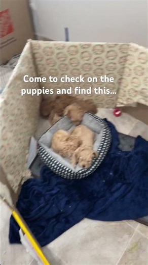 nothing to see here 😂 #cavapoo #puppy #pets #cuteanimals #cute #animals #dog #puppies