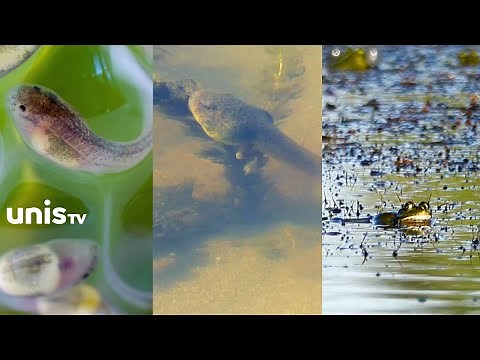 La métamorphose fascinante des grenouilles!
