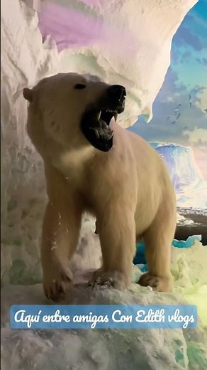 Learn one of the 10 surprising facts about polar bears 🐻