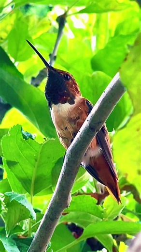 Rufous Hummingbird in slow motion enjoying nature! 🧡🤍🌿 #hummingbird #bird_brilliance #birds #hummingbirdsoftiktok #colibri #birdwatchers