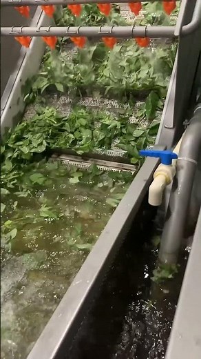 🌿 Leafy Vegetables Washing Process in Packhouse | Fresh & Clean Greens